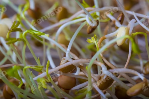 Preview: Lentil Sprouts Growing