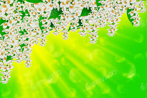 Preview: Jasmine Flowers