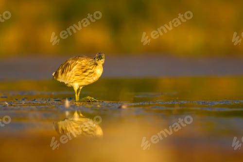 Preview: Hunting Heron. Nature Background.