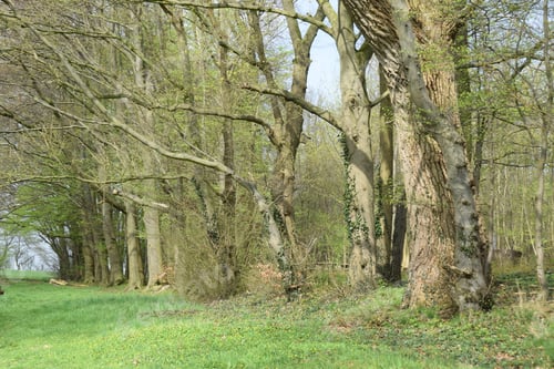 Preview: Forest Edge In Spring