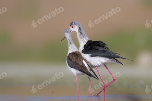 Preview: Birds In Love. Black Winged Stilt. Natural Background.