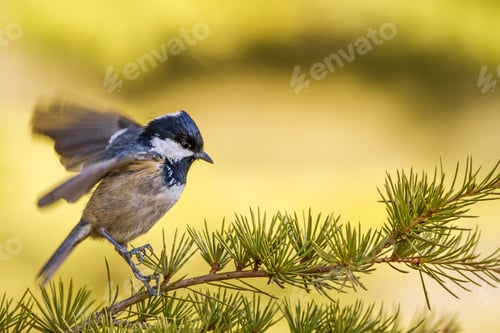 Preview: Spring And Cute Little Bird. Yellow Green Nature Background. Common Bird: Great Tit. Parus Major.
