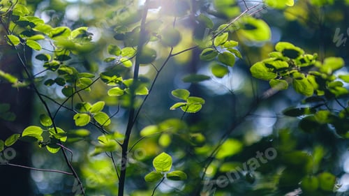 Preview: Green Fresh Foliage. Tree Leaf In Summer Day In Sunlight. Abstract Pattern Blur Background. Nature