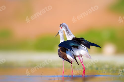 Preview: Cute Long Legged Birds. Bird Mating. Colorful Nature Background.