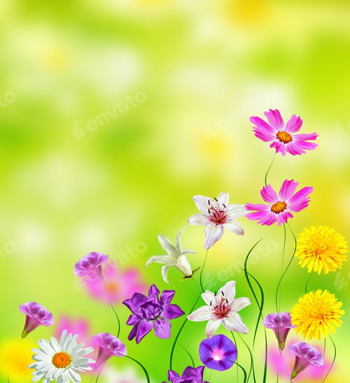 Preview: Bright Daisy Flowers On A Background Of The Summer Landscape.