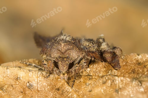 Preview: Moth Mocro Photo. Yellow Brown Natural Background.