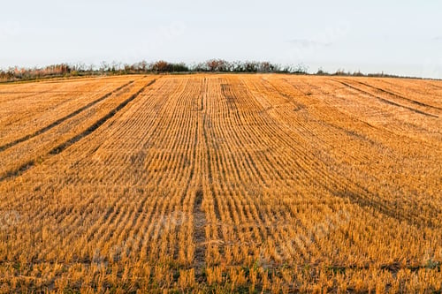 Preview: Rural Field After Being Harvested, Cotswolds, England, Uk