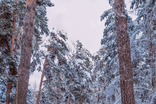 Preview: Frozen Winter Forest With Snow Covered Trees.