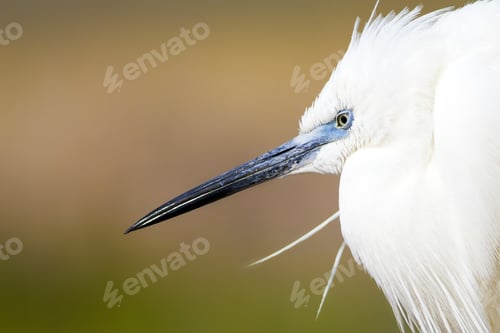 Preview: White Beauty Heron. Colorful Water Nature Background. Bird: Little Egret. Egretta Garzetta.