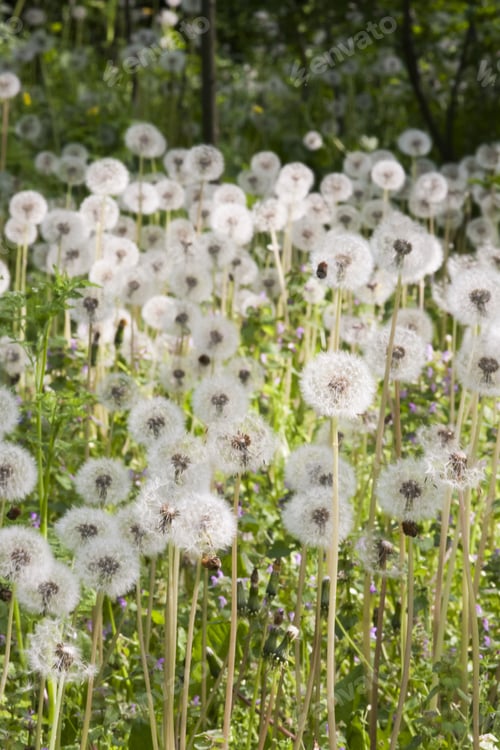 Preview: Dandelion Seeds With Natural Background