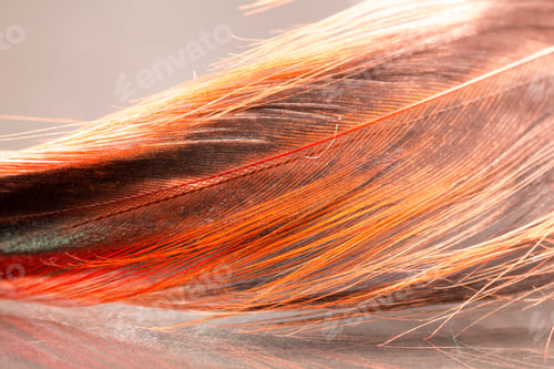 Preview: Colorful Rooster Feather With Details And Reflexions