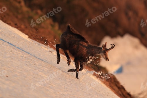 Preview: Chamois (Rupicapra Rupicapra) Vosges Mountains, France