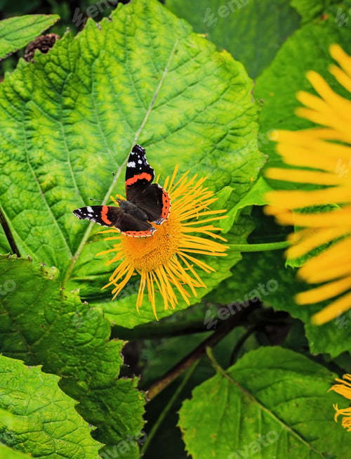 Preview: Beautiful Butterflies On The Flowers Of Inula High (Inula Helenium L. )