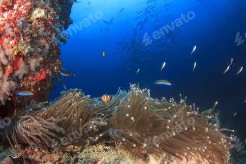 Preview: Coral Reef And Fish Underwater In Ocean