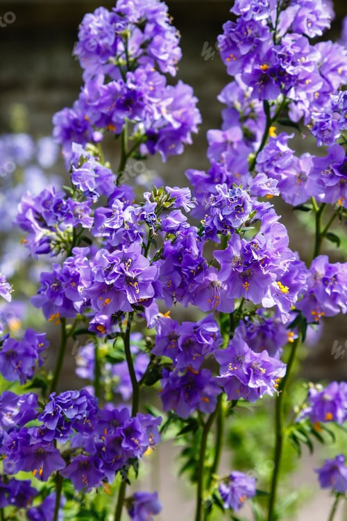 Preview: Polemonium Caeruleum, Known As Jacob'S-Ladder Or Greek Valerian, Is A Hardy Perennial Flowering