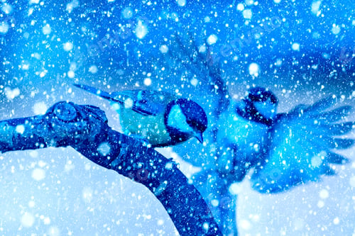 Preview: Winter Season And Animals. Falling Snow. Blue Nature Background. Great Tit.