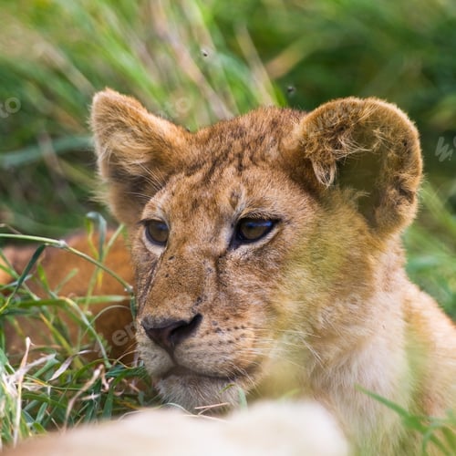 Preview: Lion Cub In The Grass In Serengeti National Park, Tanzania