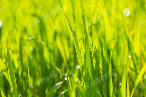 Preview: Summer Wet Morning Grass With Defocused Background And Bokeh Effect.