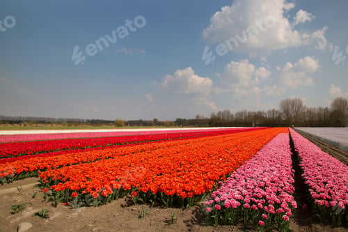Preview: Colorful Rows Of Tulip Bulb Fields In The Polder Of Flevoland With A Sunny Blue Sky And White Clouds