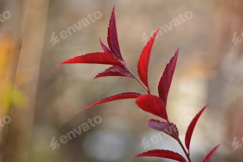Preview: Beautiful Branch With Red Autumn Leaves