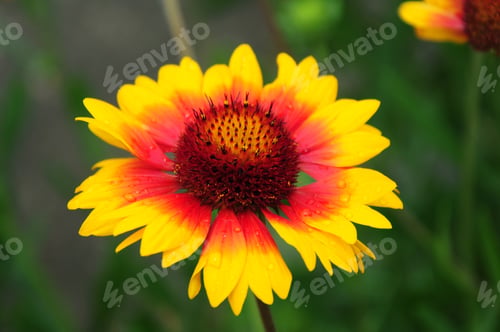 Preview: Gaillardia (Blanket Flower) In Bloom