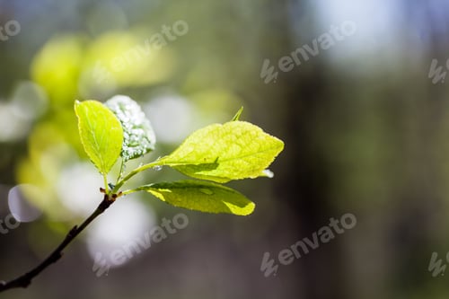 Preview: Fresh Branches In Spring