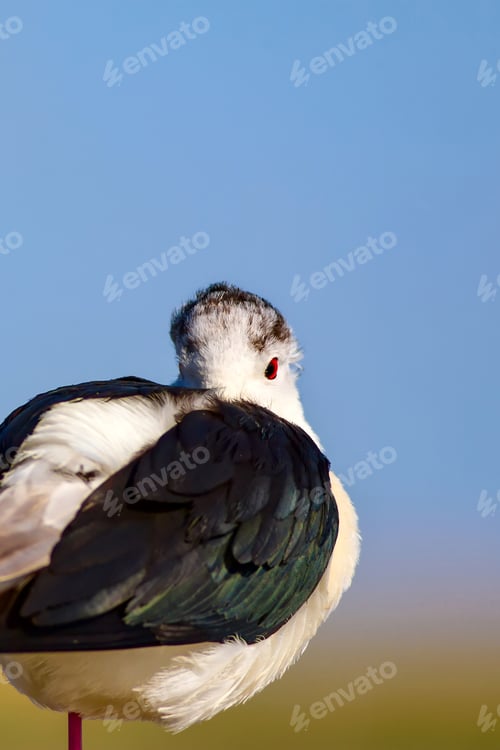 Preview: Common Water Bird Portrait. Green Blue Nature Background. Bird: Black Winged Stilt. Himantopus