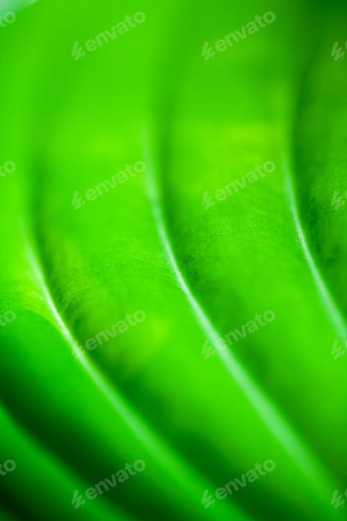 Preview: Green, Abstract Composition With Leaf Texture And Soft Focus