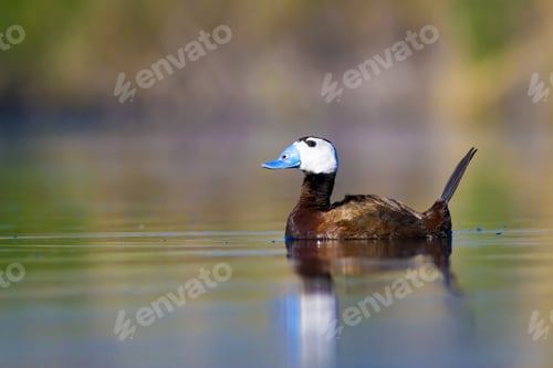 Preview: Swimming Duck. Cute Animals. Colorful Nature Background. Duck: White Headed Duck. Oxyura