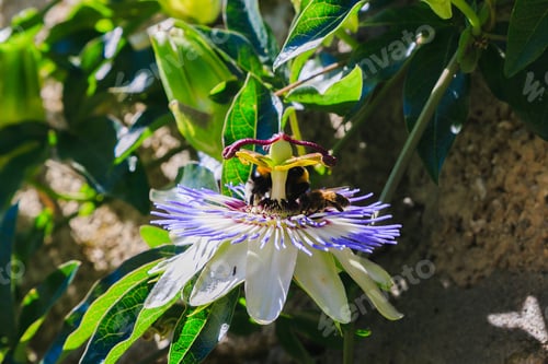 Preview: Blue Flower Or Passiflora (Passiflora Caerulea) Leaves In Tropical Garden. Beautiful Passion Fruit