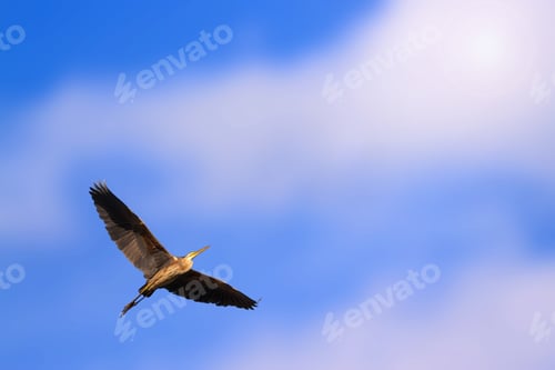 Preview: Flying Heron. Bird: Purple Heron. Blue Sky Background.