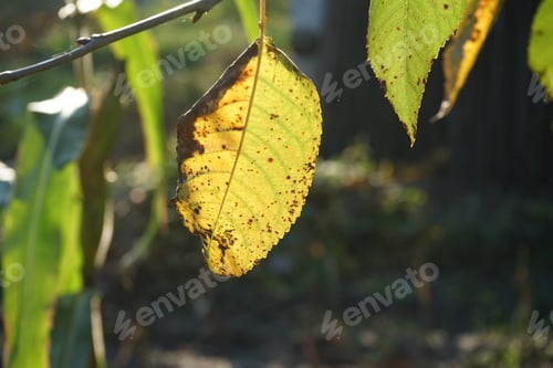 Preview: Autumnal Leaves