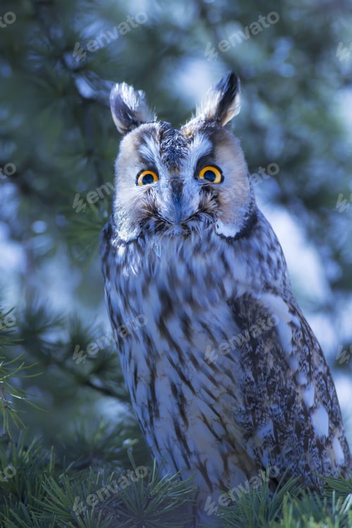 Preview: Owl Portrait In The Forest. Bird: Long Eared Owl. Asio Otus. Green Pine Tree Background.