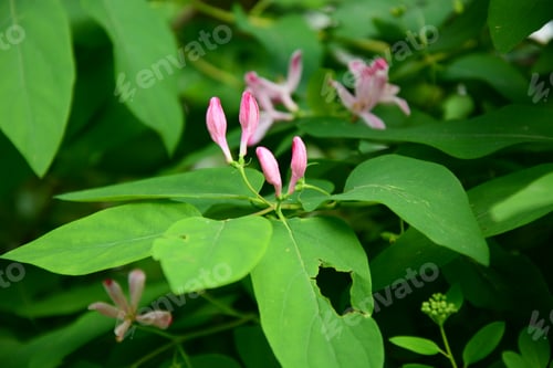 Preview: Lonicera Tatarica (Tartarian Honeysuckle)