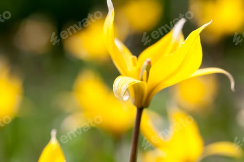 Preview: Yellow Wild Tulip (Bieberstein Tulip) In Its Natural Habitat