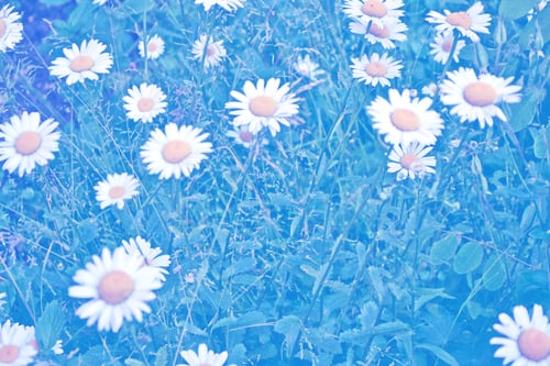 Preview: Blurred. White Bright Daisy Flowers On A Background Of The Summer Landscape. Outdoors