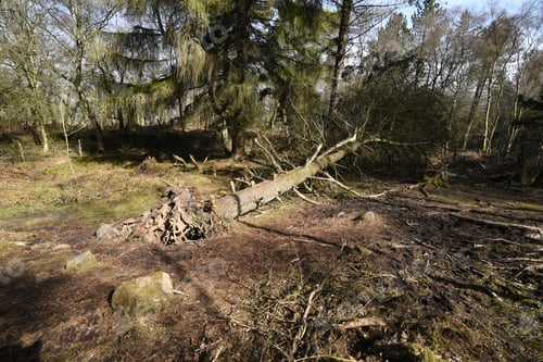 Preview: Fallen Tree