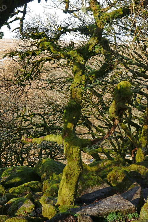 Preview: Looking At One Of The Many Lichen And Moss Covered Oak Trees In The Ancient Woodland Of Wistman’S