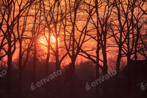 Preview: Sunset Through Forest With Silhouettes Of Trunks.