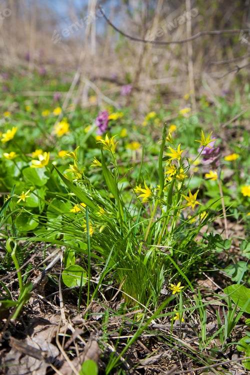 Preview: Gagea Lutea, The Yellow Star-Of-Bethlehem Blooming In The Spring Forest. Gagea Lutea Is A Genus Of