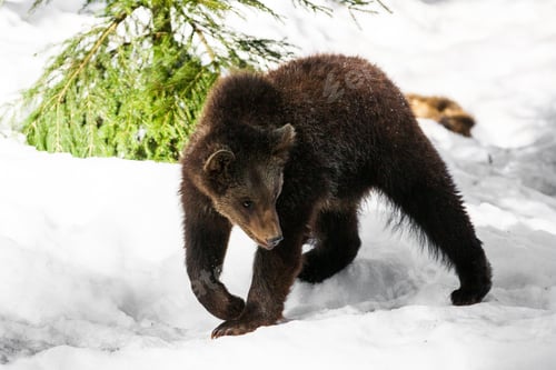 Preview: Brown Bear (Ursus Arctos) In Lake Clark National Park, Alaska, Usa