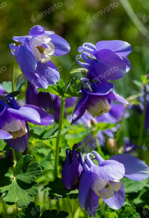 Preview: Aquilegia Coerulea In Spring Garden