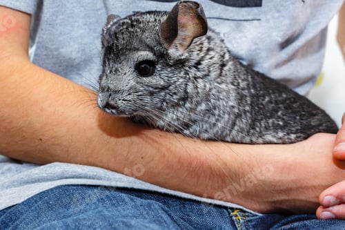 Preview: Chinchilla In The Hands Of A Teenager