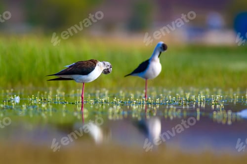 Preview: Cute Water Birds. Peaceful Nature Background. Brds: Black Winged Stilt.