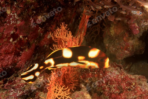 Preview: Juenile Sweetlips Fish