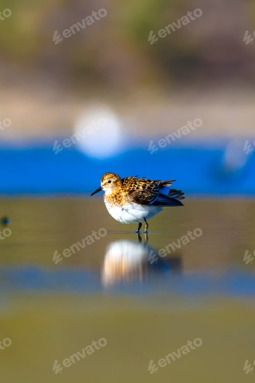 Preview: Water Bird. Wetland. Natural Background.