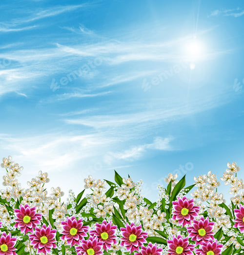 Preview: Branch Of The Cherry Blossoms Against The Blue Sky With Clouds
