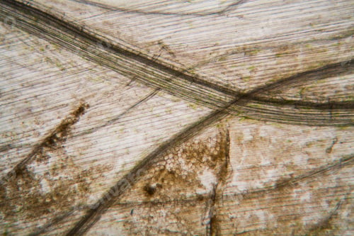 Preview: Rotten Leaves At The Microscope, Details And Shapes