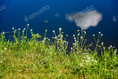 Preview: Reflection Of Clouds In The Lake With Forest And Trees In Background