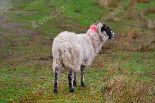 Preview: Scottish Blackface Sheep In The Scottish Highlands